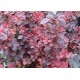 Берберис ( Berberis thunbergii atropurpurea sp.)